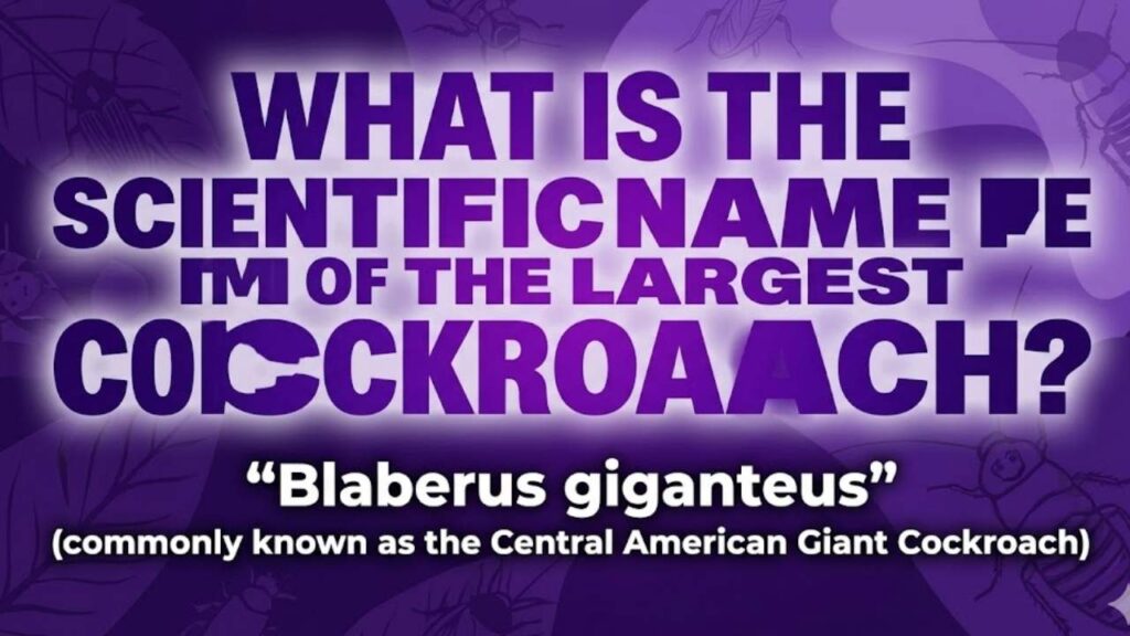 What Is the Scientific Name of the Largest Cockroach?